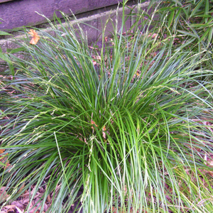 Carex lenta osaka 