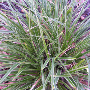 Carex morrowii Variegata 