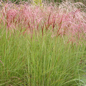 Miscanthus sinensis Red Cloud 