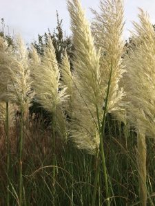 Cortaderia selloana pumila