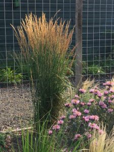 Calamagrostis acutiflora Karl Foerster
