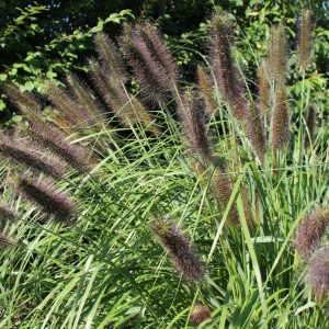 Pennisetum alopecuroides Viridiscense