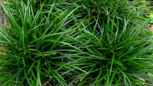 Carex Morrowii