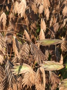 Chasmanthium latifolium