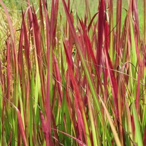 Imperata cylindrica            Red Baron