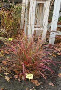 Miscanthus sinensis        Little Miss