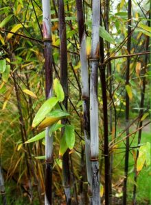 Fargesia Demissa Gerry