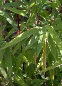 Fargesia Nitida Vulcano