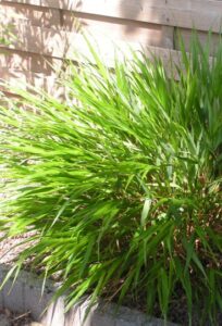 Hakonechloa macra