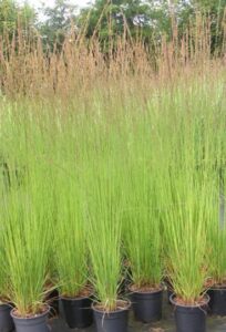 Molinia caeruleae Heidebraut