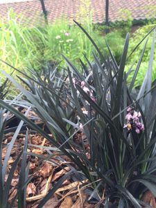 Ophiopogon planiscapens Niger
