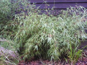 Fargesia Rufa