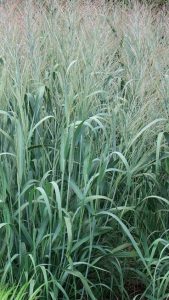 Panicum virgatum         Dallas Blues