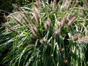 Pennisetum alopecuroides Moudry