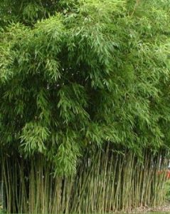 Phyllostachys Aureosulcata