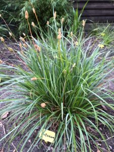 Sesleria Heufleriana