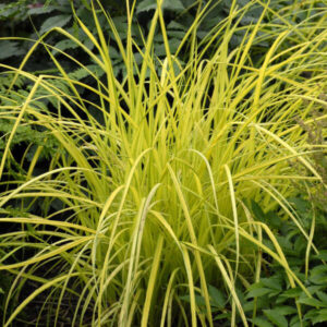 Carex elata aurea Bowles Golden