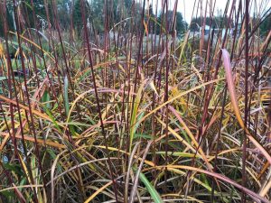 Miscanthus sinensis Malepartus