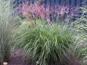 Miscanthus sinensis            Red Chief