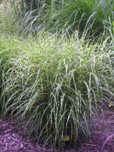 Miscanthus sinensis   Strictus Dwarf