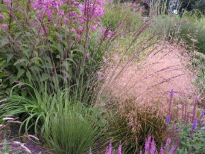 Molinia caerulea              Edith Dudszus