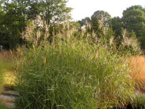 Miscanthus sinensis Silberfeder