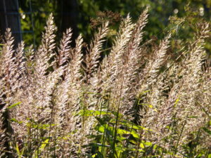 Spodiopogon sibiricus      West Lake