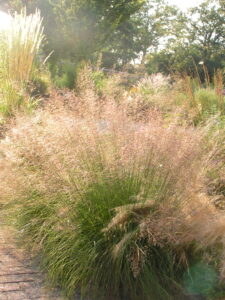 Sporobolus heterolepis									Wisconsin