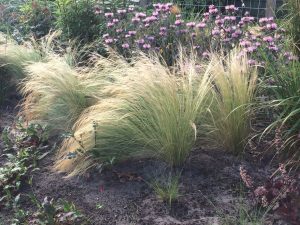 Stipa tenuissima                 Pony Tails