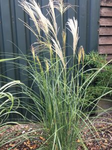 Miscanthus sinensis     Vanilla