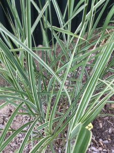 Miscanthus sinensis Variegatus