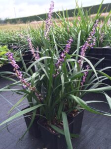 Liriope muscari             Money Maker