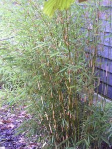 Fargesia Robusta Campbell