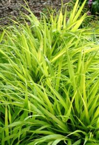 Hakonechloa Allgold