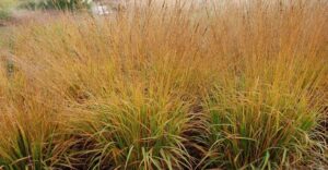 Molinia caeruleae Moorflamme