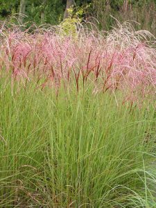 Miscanthus sinensis Red Cloud