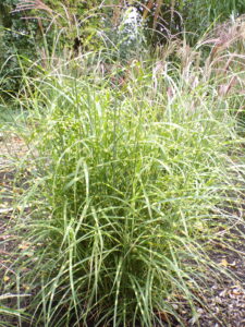 Miscanthus sinensis Little Zebra