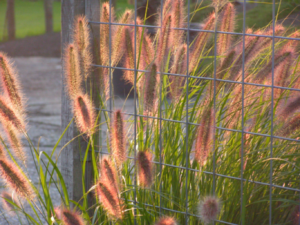 Pennisetum alopecuroide Magic