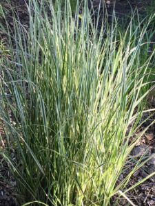 Calamagrostis acutiflora x Overdam