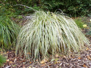 Carex Feather falls
