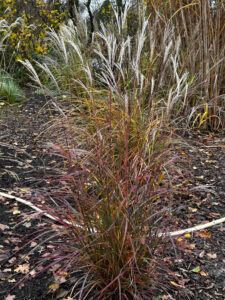 Miscanthus Purple Fall
