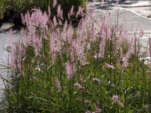 Pennisetum orientale Robustus
