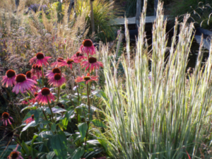Schizachyrium scoparium Ha Ha Tonka
