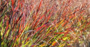 Panicum virgatum JS Dark Night