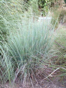 Schizachyrium scoparium Standing Ovation
