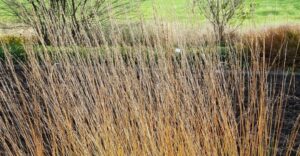 Molinia Caerulea JS Aha Erlebins