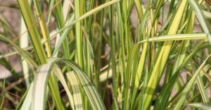 Calamagrostis acutiflora England