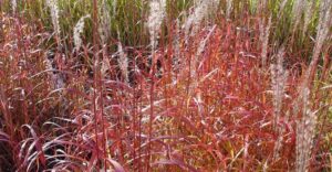 Miscanthus sinensis Afrika