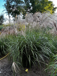 Miscanthus sinensis Gewitterwolke
