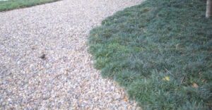 Ophiopogon japonicus Minor